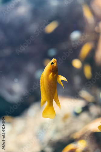 yellow fish in aquarium
