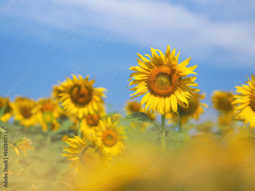 blooming sunflower over blue sky background.