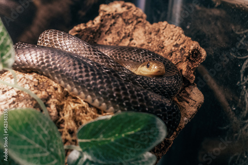 close up of a snake