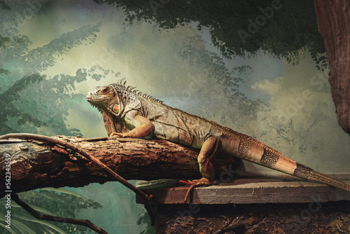 green lizard on a branch