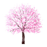 Vector watercolor blooming sakura tree side view isolated on white background for landscape and architecture drawing, elements for environment and garden,botanical elements for section in spring 