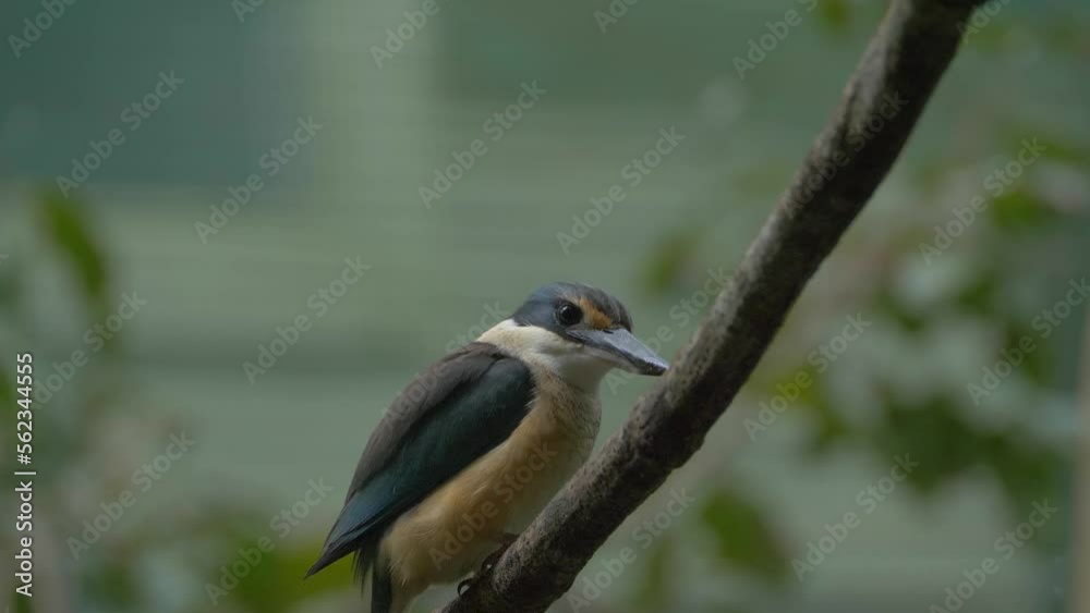 Sacred Kingfisher Perched On A Twig In The Forest - close up Sacred Kingfisher Perched On A Twig In The Forest - close up