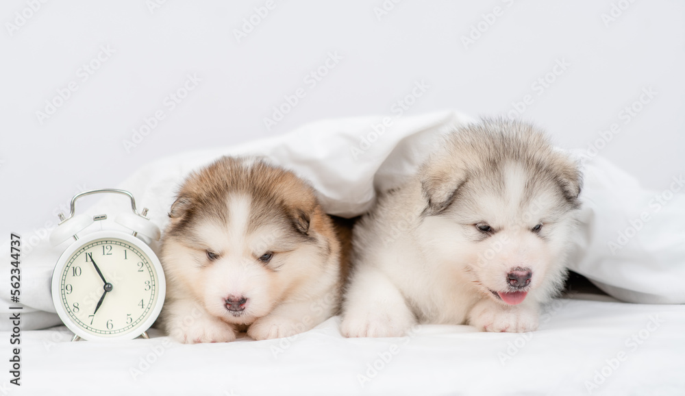 Group of Alaskan malamute puppyies lying with alarm clock under white warm blanket on a bed at home Group of Alaskan malamute puppyies lying with alarm clock under white warm blanket on a bed at home
