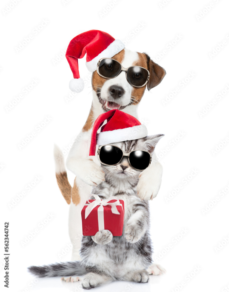 Happy Jack russell terrier puppy and funny cute kitten wearing sunglasses and santa hats standing together with gift box. isolated on white background Happy Jack russell terrier puppy and funny cute kitten wearing sunglasses and santa hats standing together with gift box. isolated on white background