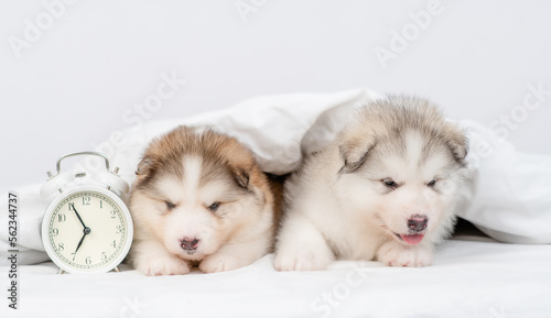 Fototapeta Naklejka Na Ścianę i Meble -  Group of Alaskan malamute puppyies lying with alarm clock under white warm blanket on a bed at home
