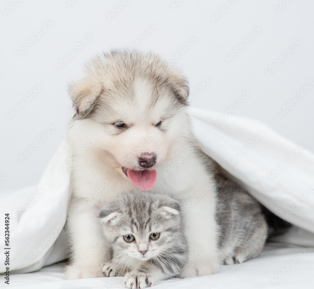 Fototapeta premium Friendly Alaskan malamute puppy hugs fold kitten under warm blanket on a bed at home