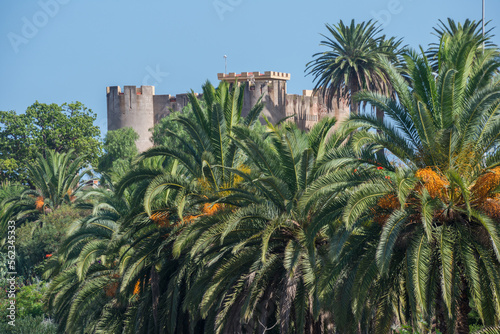 Palmeras y castillo en Los Realejos, en el norte de la isla de Tenerife, Canarias   © s-aznar