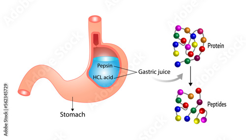 Protein Digestion in stomach. Gastric juice, pepsin and hydrochloric acid, digesting and breaking the protein into small peptides. Vector illustration. photo