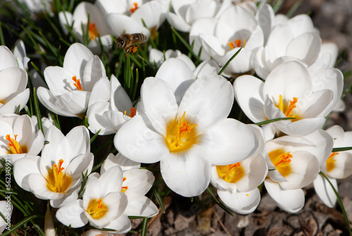 Close-up flowers of crocus with bee in a sunny day with snow-white petals