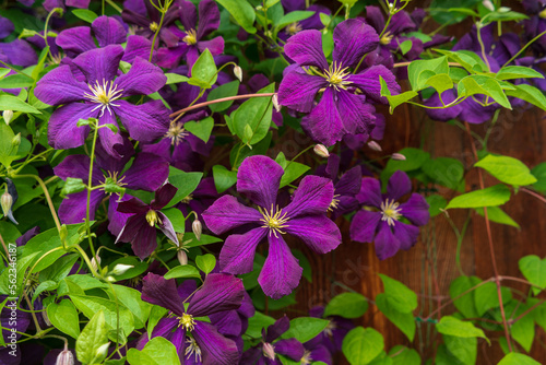 Violet flowers of large-flowered Clematis Jackmanii against the background of a wooden wall.