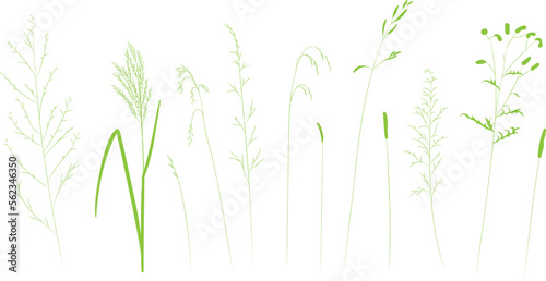 Field and meadow herbs, green outline, trend sketch for eco design. Sketch of medicinal plants, vector drawing for packaging or textile.