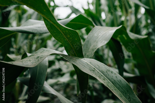 Cupirus leaves close -up