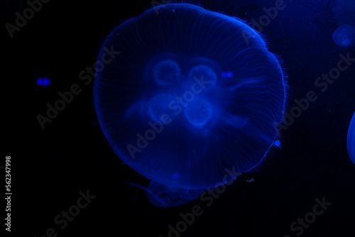 Jellyfish in captivity in an aquarium 