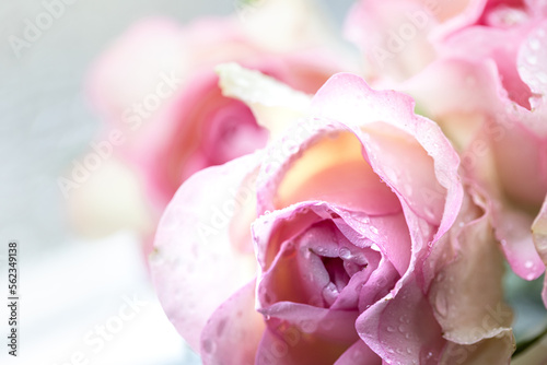 Pink roses bouquet with free space for text. copy space