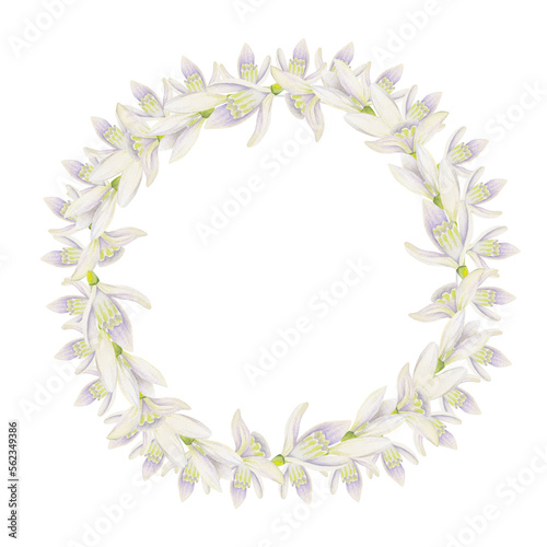 Watercolor hand drawn circle wreath with spring flowers, daffodils, crocus, snowdrops, leaves. Isolated on white background. Design for invitations, wedding, greeting cards, wallpaper, print, textile. © Elena