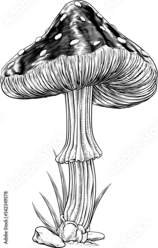 Mushroom or toadstool origi...