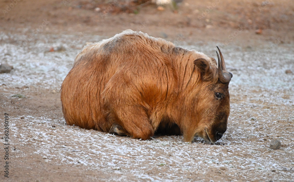 Fototapeta premium A sichuan takin goat on the snow in Himalaya