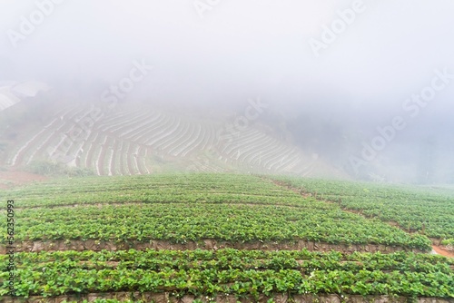 View point Strawberry Farm in morning on a foggy day at doi angkhang mountain chiang mai thailand. photo