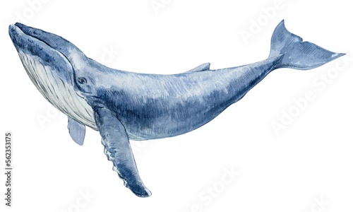 Hand drawn watercolor humpback whale. Watercolor illustration isolated on a white background. Marine development, rare species.