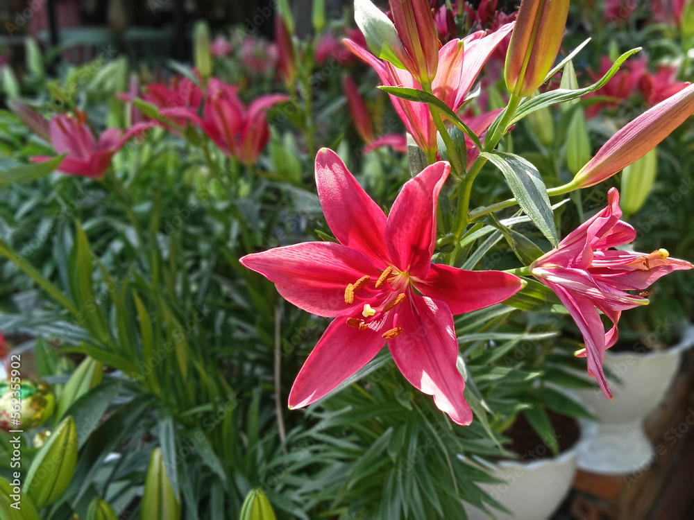 red lily in the garden red lily in the garden