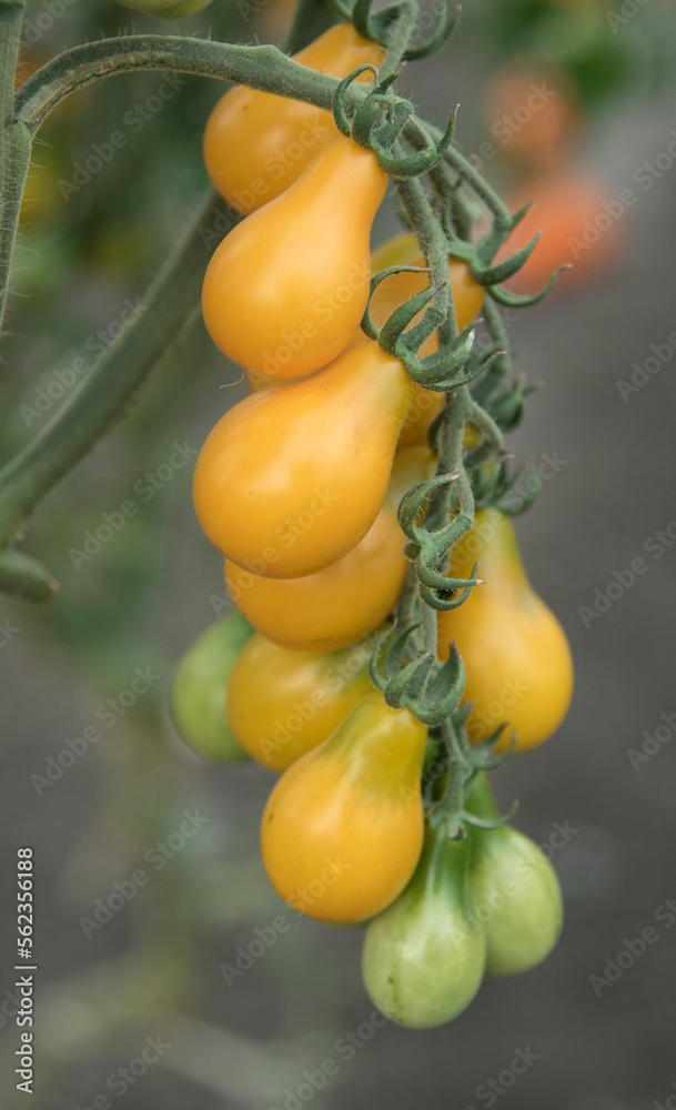 Summer harvest of juicy tomatoes on a branch.
