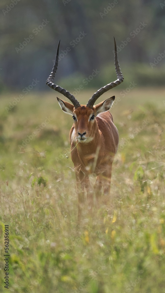 impala in the savannah impala in the savannah