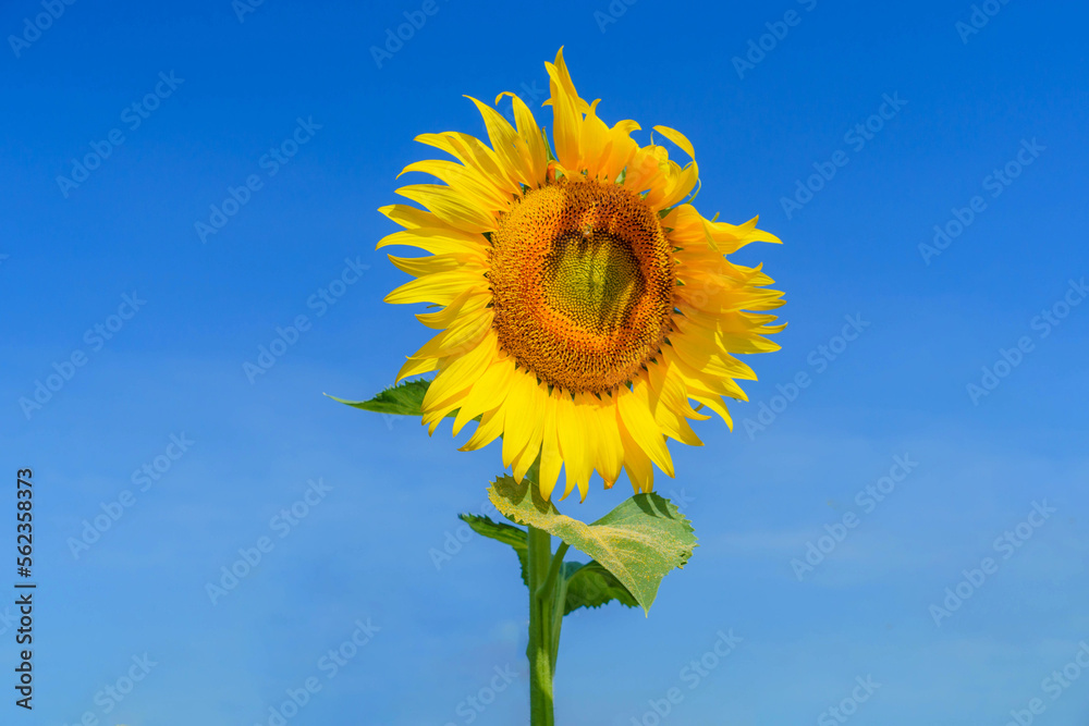 Sunflower.Sunflowers blooming in farm with blue sky. Sunflower.Sunflowers blooming in farm with blue sky.