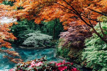 Keuken achterwand Bruin Beautiful japanese garden with various colorful maple trees and pond. Calming nature landscape view. Seasonal background. Selective focus, copy space.  © okrasiuk