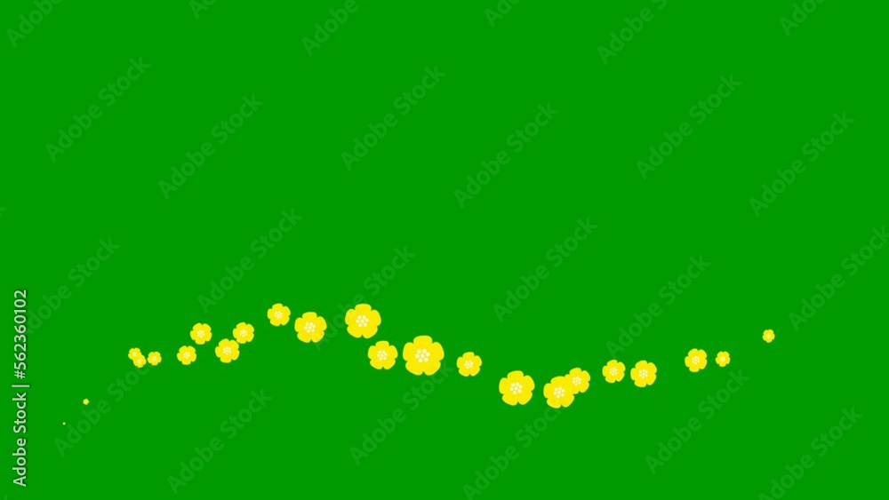 Animated yellow beautiful flowers fly from left to right. Looped video. Concept of spring. A wave of flying flowers on green background. Animated yellow beautiful flowers fly from left to right. Looped video. Concept of spring. A wave of flying flowers on green background.