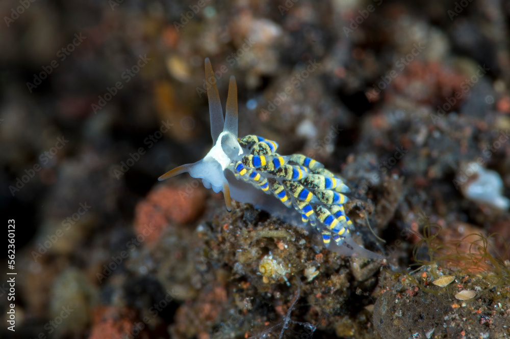 A tiny sea animal - Nudibranch (sea slug) - Trinchesia sp. Underwater macro world of Tulamben, Bali, Indonesia.