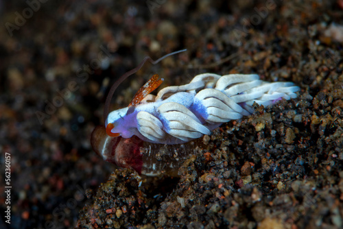A tiny sea animal - Nudibranch (sea slug) - Trinchesia sp. Underwater macro world of Tulamben, Bali, Indonesia. photo