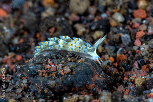 A tiny sea animal - Nudibranch (sea slug) - Trinchesia sp. Underwater macro world of Tulamben, Bali, Indonesia. photo