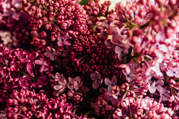 Foto auf Acrylglas Pantone 2023 Viva Magenta Beautiful lilac flowers Trendy color of 2023 viva magenta background. Spring blossom. Purple lilac flower on bush. Bouquet of purple flowers, shallow depth of field. Happy Mother's Day greetings card  © Serenkonata