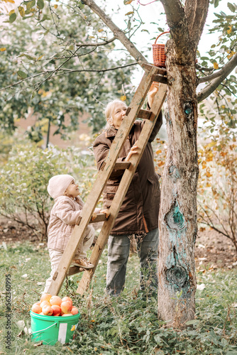 Happy senior woman with child girl picking apples in nature garden in autumn fresh organic juicy apples. Children and seniora spend time together outside in garden