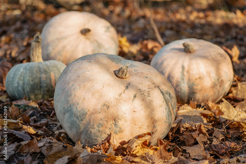 Big ripe pumpkins under sunlight surrounded by fallen leaves. Autumn picture, harvest and halloween holiday preparations Big ripe pumpkins under sunlight surrounded by fallen leaves. Autumn picture, harvest and halloween holiday preparations