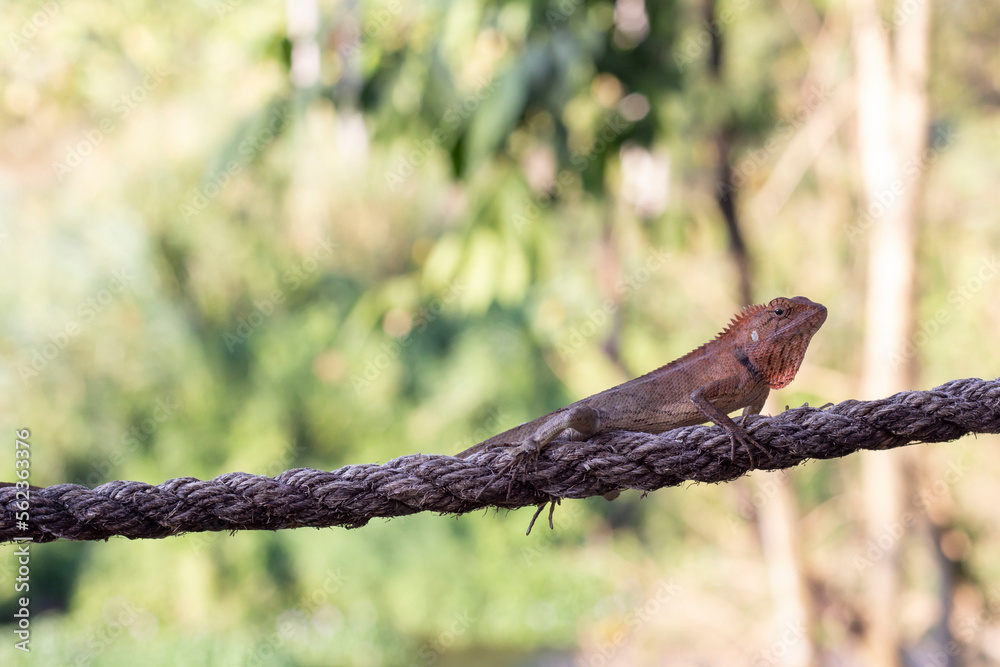 Oriental Garden Lizards body with scales, long tail, clinging to a rope in the garden found widely in Asian countries of thailand.