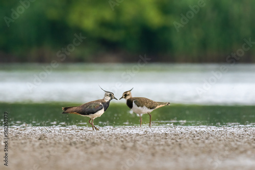 Cuadro en lienzo Beautiful nature scene with Northern lapwing (Vanellus vanellus)