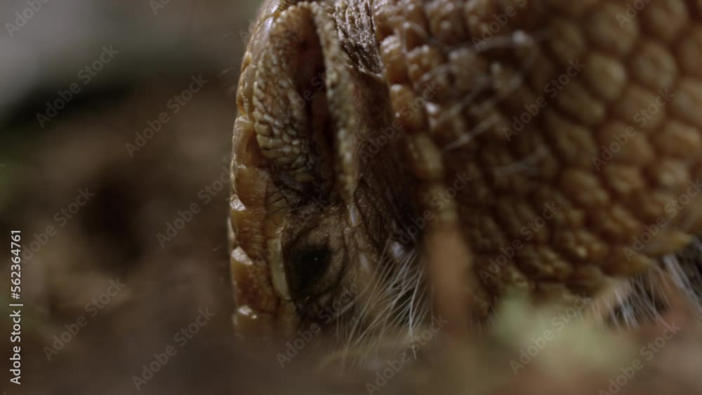 Armadillo on desert floor - extreme close up on side profile of face Armadillo on desert floor - extreme close up on side profile of face