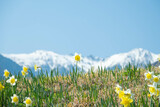 駒ヶ岳とスイセンの花
