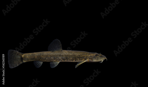 Εκτύπωση καμβά The stone loach (Barbatula barbatula)