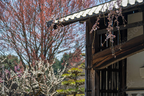 古民家と花咲く森 photo