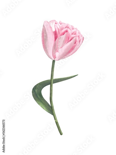 Pink tulip with green leaf isolated on white background separately, digital drawing.