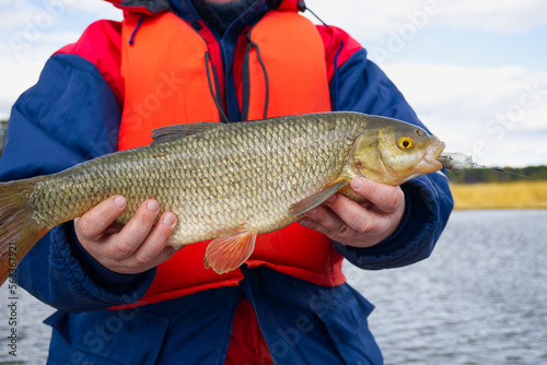 Ide fish in the hands of the angler. Big Ide fish. Fishing hobby concept