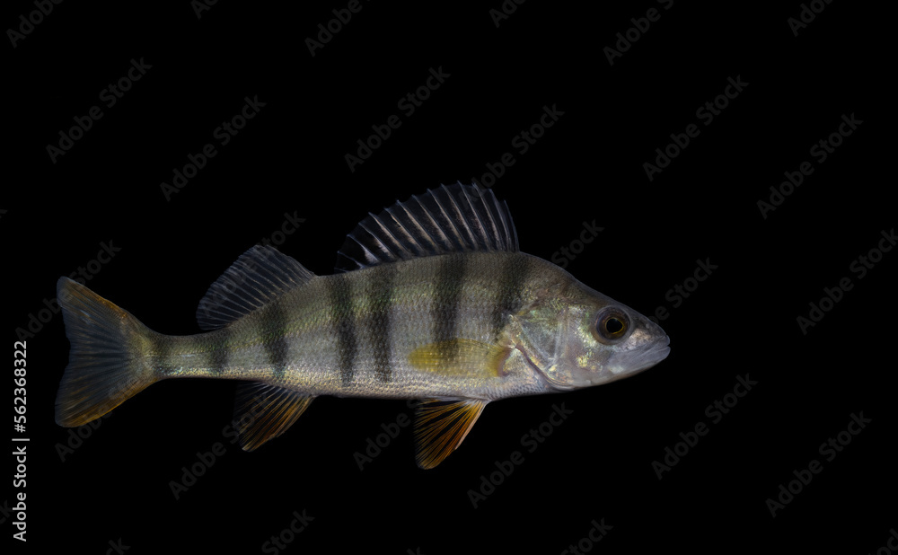 The European perch (Perca fluviatilis), also known as the common or redfin perch, English or Eurasian perch or Hatch The European perch (Perca fluviatilis), also known as the common or redfin perch, English or Eurasian perch or Hatch