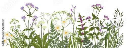 Wildflowers in summer. Wild herbs.  Cornflowers, forget-me-nots, yellow buttercups, ferns