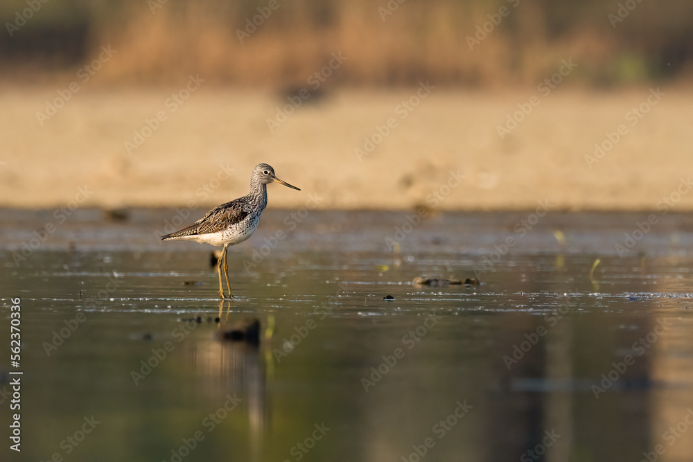 Beautiful nature scene with Common greenshank (Tringa nebularia). Wildlife shot of Common greenshank (Tringa nebularia). Common greenshank (Tringa nebularia) in the nature habitat. Beautiful nature scene with Common greenshank (Tringa nebularia). Wildlife shot of Common greenshank (Tringa nebularia). Common greenshank (Tringa nebularia) in the nature habitat.