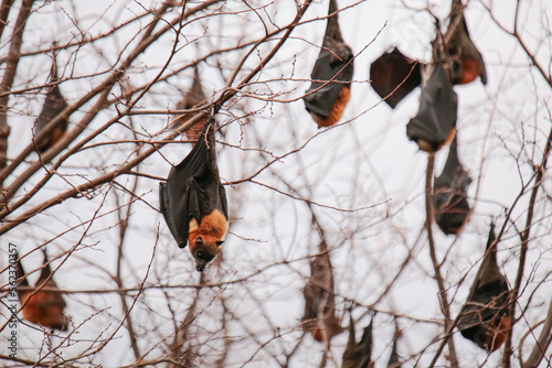 a large group of Grey headed flying foxes roosting upside down in a leafless tree sleeping during the day, white high key background, Tamworth, NSW Australia