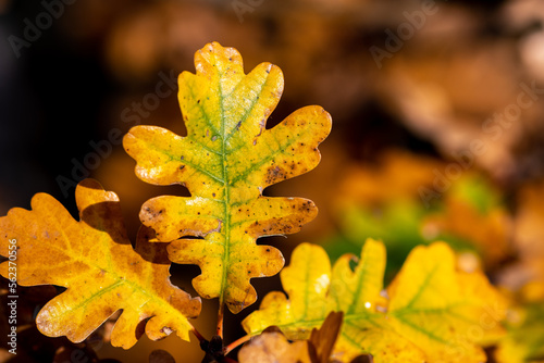 Photos feuille de chêne colorée de vert, de jaune et d'orange par une belle journée ens