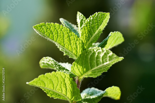 Fresh mint plant growing outdoors in sunlight