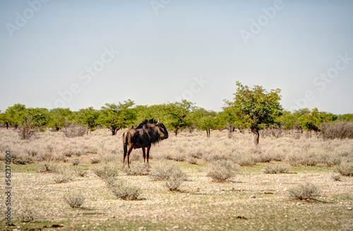 Etosha National Park Landscape  Namibia